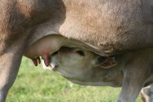 Suckling Bazadaise calf