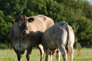 Bazadase cows at our farm