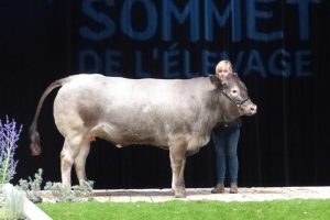 Bazadaise cow at the Salon de l'Agriculture, Paris